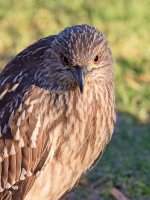 BlackHeron4.jpg