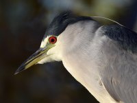 BlackHeron21.jpg