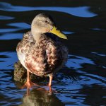 Duck4.jpg