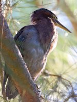 GreenHeron5.jpg