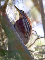 GreenHeron.jpg