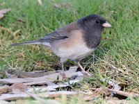 Junco.jpg