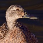 Duck3.jpg