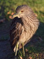 BlackHeron7.jpg
