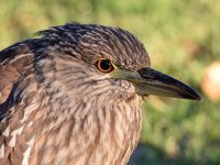 BlackHeron6.jpg