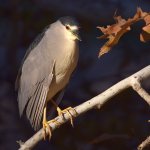 BlackHeron12.jpg