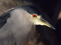 BlackHeron20.jpg