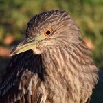 BlackHeron8.jpg