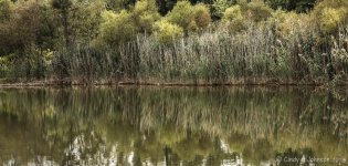 033 vignette low res.jpg