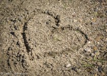 032 vignette low res.jpg