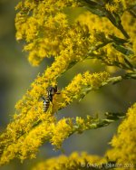 041 vignette low res.jpg