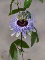 Passiflora.jpg