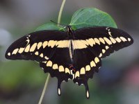 Swallowtail.jpg