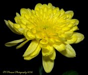 Yellow Mum #1 9-26-2016.jpg