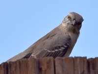 Mockingbird4.jpg