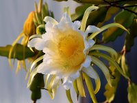 CactusFlower3.jpg