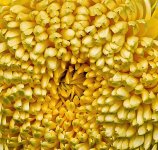 DSC_0674flo22.jpg