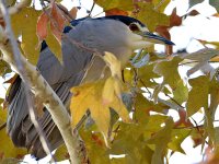 BlackHeron4.jpg