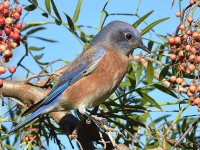 Bluebird3.jpg
