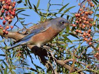 Bluebird.jpg