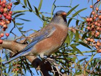 Bluebird2.jpg