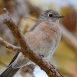 Bluebird14.jpg