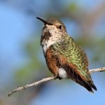 Hummer4.jpg