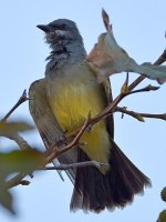Kingbird4.jpg