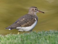 Sandpiper2.jpg