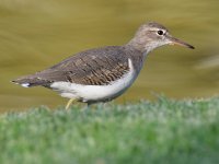 Sandpiper3.jpg
