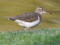 Sandpiper4.jpg