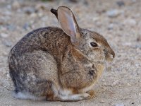 Rabbit3.jpg