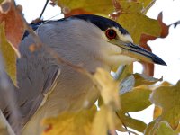 BlackHeron3.jpg