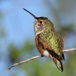 Hummer.jpg