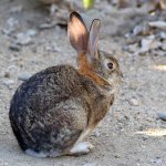 Rabbit.jpg