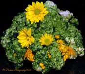 Gourd and Yellow Mum's 9-27-2016.jpg