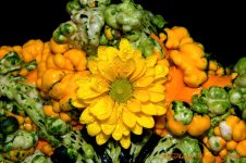 Gourd and Yellow Mum's #2 9-27-2016.jpg