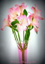 Pink Gladiolas #2 9-27-2016.jpg