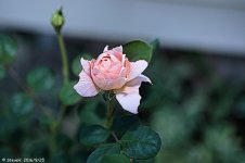 _DSC4063.jpg