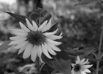 Sunflower # 32.jpg