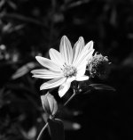 Yellow flower #24.jpg