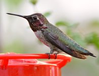 Hummer.jpg
