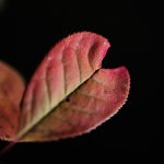 1MC_5320 - copie.jpg