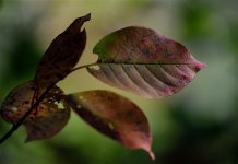 1MC_5321 - copie.jpg