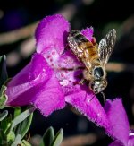 DSC_4375.jpg