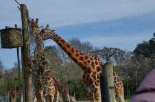 Hamilton Zoo.19.jpg