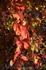 Autumn Morning #5 9-30-2016.jpg