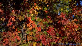 Autumn Morning #6 9-30-2016.jpg