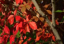 Autumn Morning #8 9-30-2016.jpg