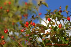 Autumn Morning #11 9-30-2016.jpg